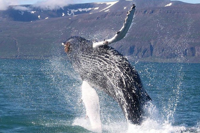Speedboat Whale Watching in Reykjavík Iceland - Small Group - Common Questions