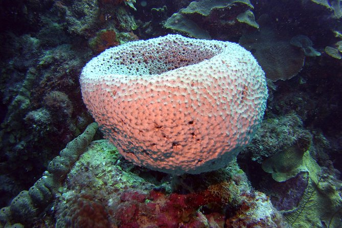 SSI Open Water Scuba Diving Course - Additional Information About the Course