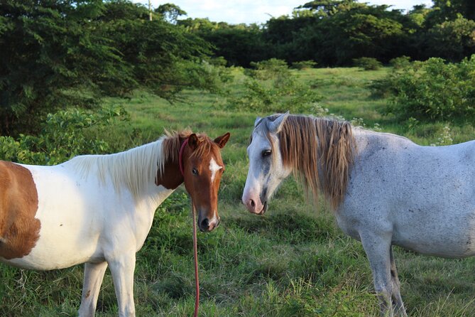 St. Croix Horseback Ride  - St Croix - Common Questions