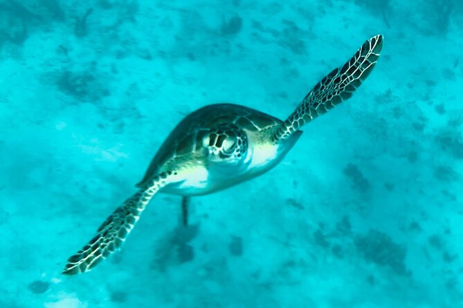 St. John Luxury Catamaran Turtle Snorkel and Cays Full Day - Booking Information
