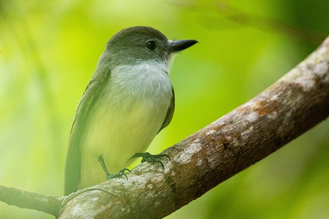 St Lucia Jacquot Trail Hike at Rainforest Adventures - Common Questions