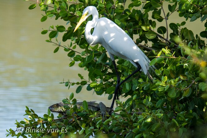 St.Martin - St.Maarten: Small Group, Birding Tour / Bird Watching Tour - Meeting and Pickup Information