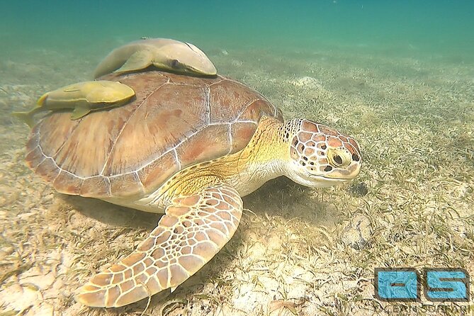 St. Thomas Virgin Islands National Park Snorkeling Tour  - St Thomas - The Sum Up