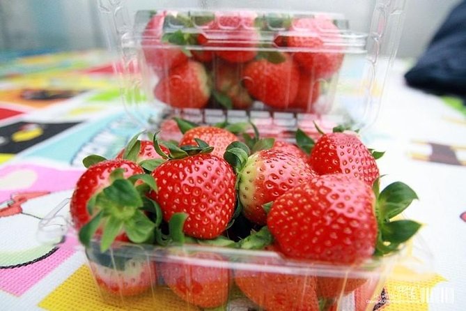 Strawberry PickingJam MakingNami IslandGarden of Morning Calm Lighting Fest - Best Time to Visit for Strawberry Picking