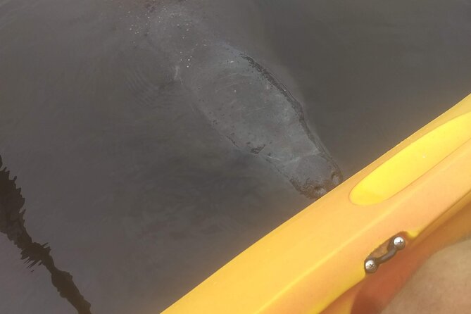 Sunset Kayaking Tour at Manatee Cove With Manatee & Dolphin Sightings - Common Questions