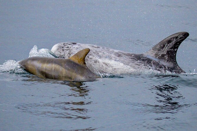 Sunset Whale Watch Tour in Monterey - Pricing and Terms