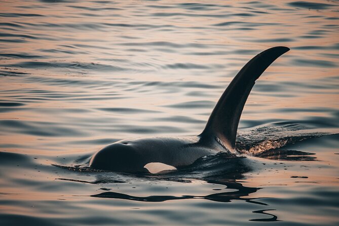 Sunset Whale Watching Adventure From Vancouver - Overall Experience and Recommendations