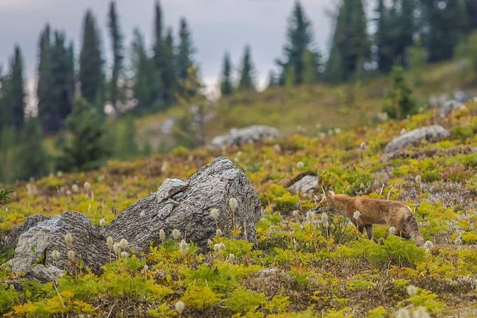 Sunshine Meadows Vistas - Guided Hike (Easy) - Directions