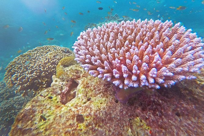 Surin Islands Snorkel Tour by Seastar Andaman From Khao Lak - Reviews and Pricing