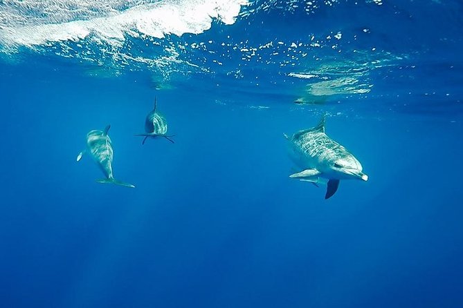 Swim With Dolphins in the Azores - Overview and Logistics