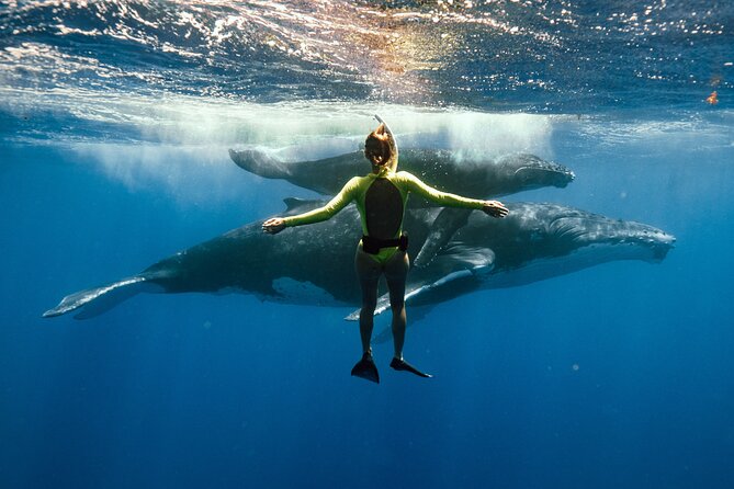 Swim With Humpback Whales - Additional Information