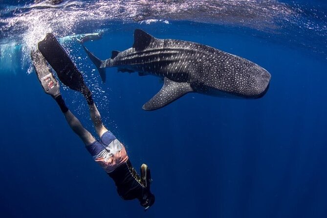 Swim With Whale Shark From La Paz - Common Questions