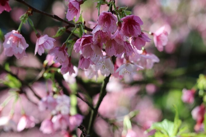 Taipei Cherry Blossom Day Tour - Local Cuisine and Food Stops