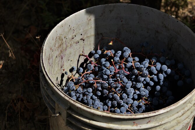 Tasting Selection of 4 Wines in Montefalco - The Sum Up