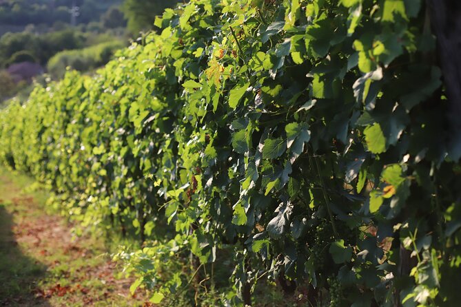 Tenuta Mareli - Wine Tasting in Tuscany - Booking and Contact Information