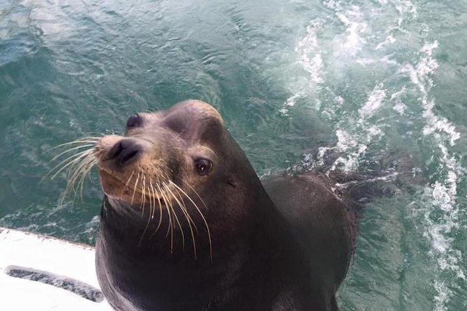 The Arch Tour With Amazing Captain in Cabo San Lucas - Tour Schedule and Availability