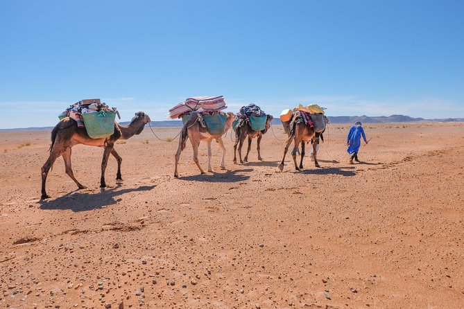 The Caravan of the Desert, 7 Days of Travel Including 6 Days on Foot - Day 5: Taking in the Desert Culture
