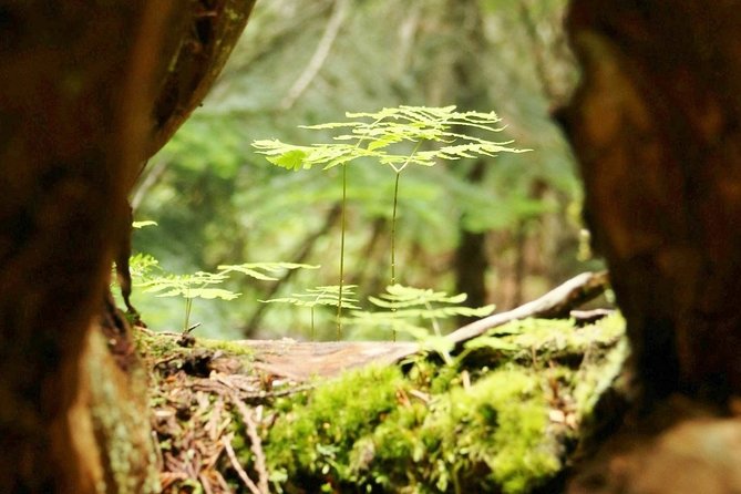 The Great Whistler Walking Tour: Discover Whistlers Sights, History & Culture! - Background Information on the Tour