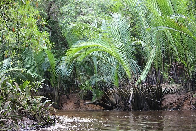 The Little Amazon and Sri Phang Nga Waterfall Full Day Tour From Khao Lak - Background