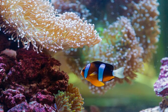 The National Aquarium Abu Dhabi Admission Tickets - Common Questions