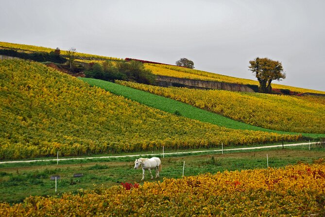 Touristic Highlights of Beaune on a Half Day (4 Hours) Private Tour With a Local - Exploring the Stunning Beaune Vineyards