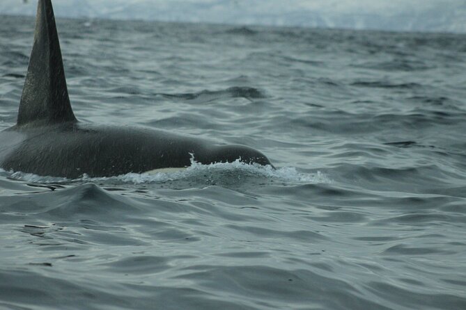 Tromso Full-Day Whale and Seabird Boat Tour to Skervoy - Common Questions