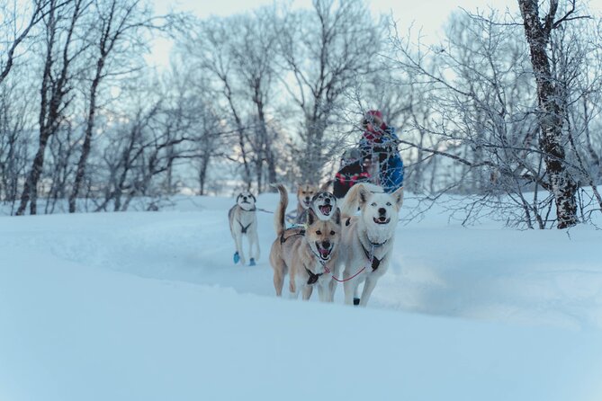 Tromso Guided Dogsledding Adventure - Winter Option: Dog Sledding Under the Northern Lights