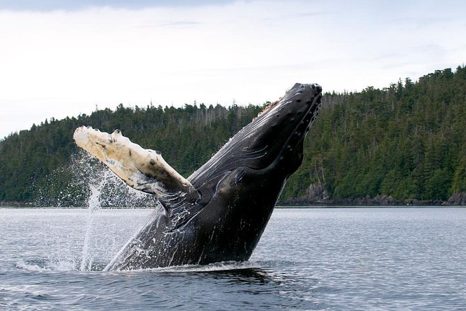 Tromso Oceanic Ballet: Orca Odyssey & Majestic Marine Ensemble - Authentic Traveler Photos and Reviews