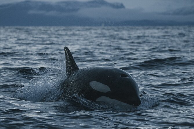 Tromsø: Skjervøy RIB Whale Watching Tour With Drinks & Snack - Cancellation Policy and Weather Contingency