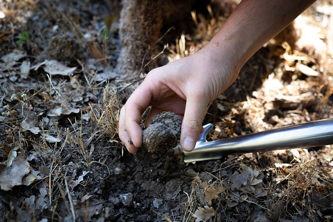 Truffle Lunch & Hunting Experience in San Gimignano - Directions to the Truffle Hunting Location