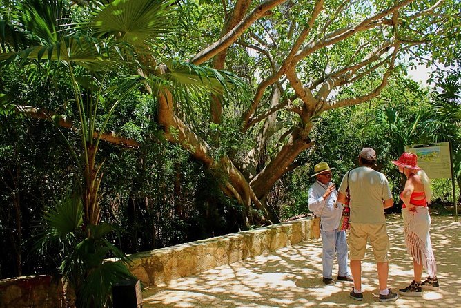 Tulum and Cenote Casa Tortuga Day Trip - Reviews and Ratings
