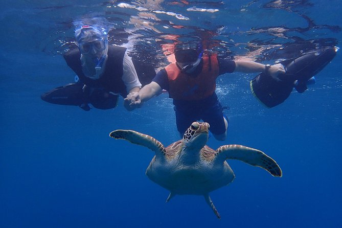 Turtle Beach Power Snorkeling Adventure - The Sum Up