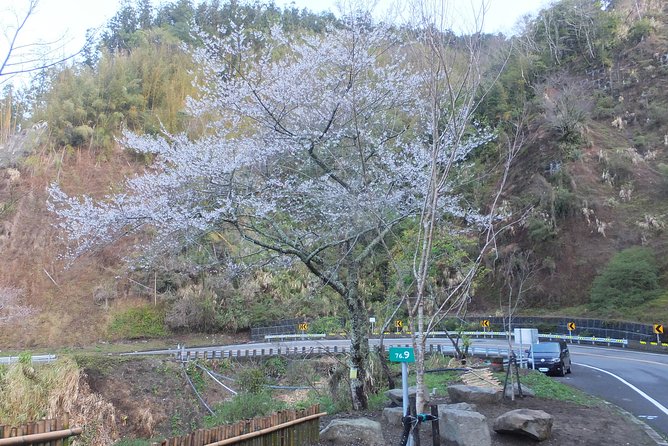 Two-day Sun Moon Lake & Alishan Forest Park Tour Package - The Sum Up