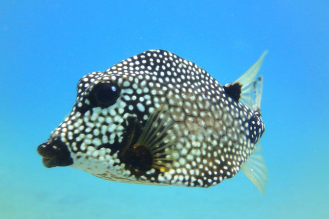 Two-Tank Dive for Certified Diving in St Thomas - Safety Guidelines