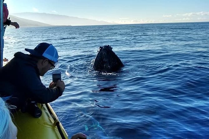 Ultimate 2 Hour Exclusive VIP Whale Watch Tour - Meeting and Pickup