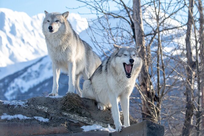 Ultimate Anchorage Winter Wildlife & Sunset Tour - Booking and Cancellation Policy