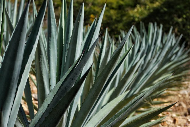Ultimate Hierve El Agua Hike Mezcal - Traveler Reviews and Pricing