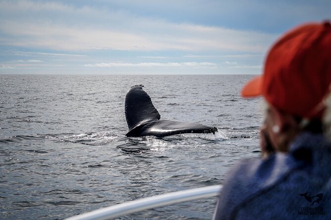 Ultimate Whale and Dolphin Watching in Newport Beach, 6 Person Maximum - Meeting and Pickup Details