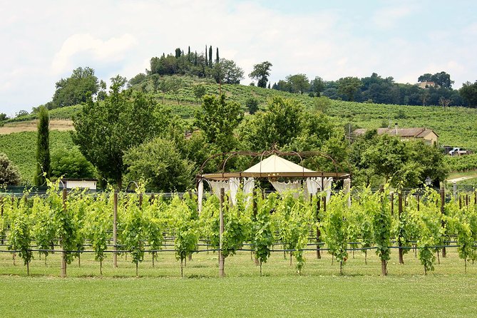 Unforgettable Lunch in the Vine Rows in Tuscany - Common Questions