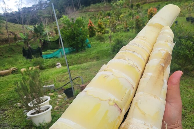 Unique Dalat Forest Coffee Harvest, Production & River Experience - The Sum Up
