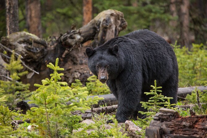 Upper Loop Yellowstone - Nature & Wildlife - Common Questions