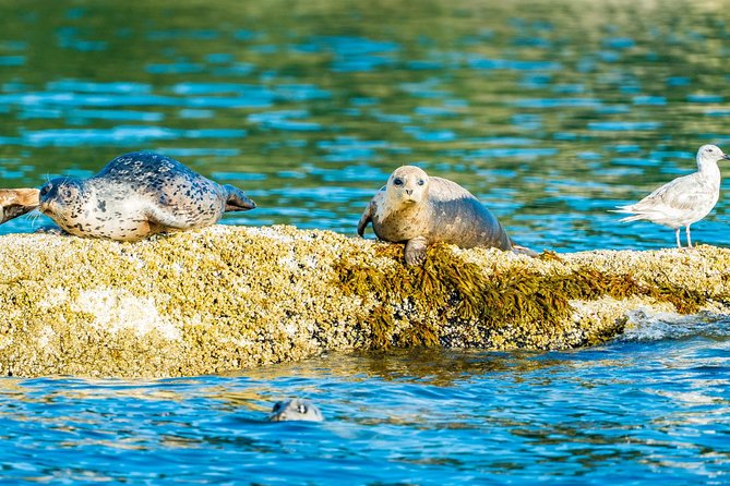 Vancouver City and Seals Scenic Boat Tour by Vancouver Water Adventures - Safety Measures and Cancellation Policy