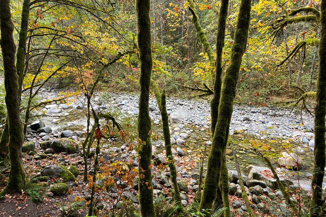 Vancouver Rainforest Hike With Waterfalls, Suspension Bridge, Old Growth Forest - Questions and Support