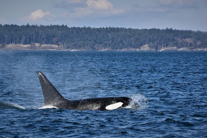 Vancouver Whale Watching Safari - Response From Host