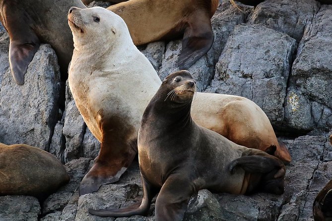 Victoria Marine Wildlife Tour - Transportation and Accessibility