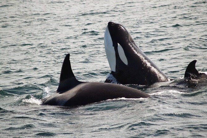 Victoria Shore Excursion: Whale-Watching Cruise With Expert Naturalist Guides - Common Questions