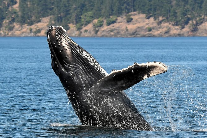 Victoria Whale and Wildlife Cruise - Cancellation and Refund Policy