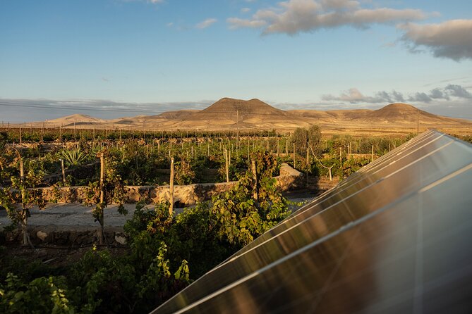 Vineyard Tour With Wine and Cheese Tasting in Fuerteventura - Reviews and Ratings