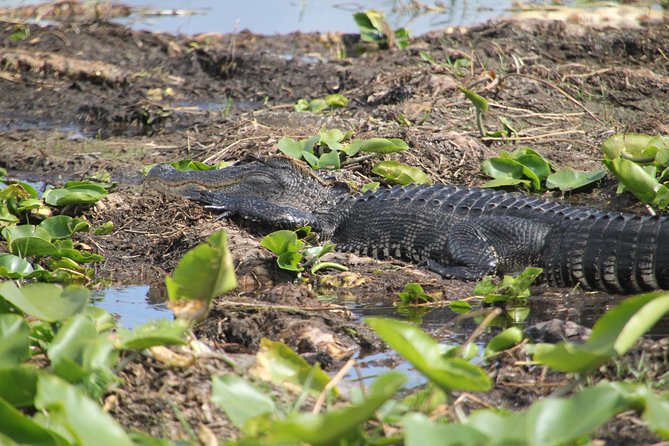 VIP Private Airboat Tour - Copyright and Terms & Conditions