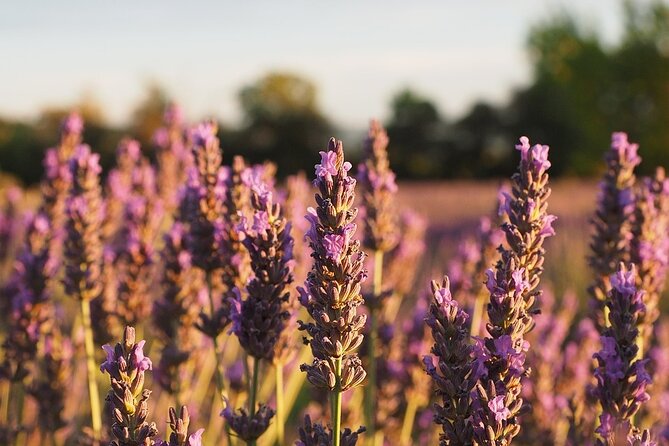 Visit a Lavender Fields Farm and Enjoy a Yoga Class in Provence - Additional Activities and Attractions in Provence